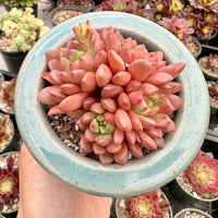 Rare Succulents - Sedeveria Pink Ruby Cluster (2.5”)
