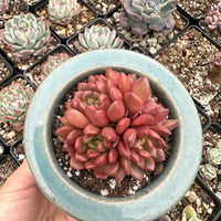 Rare Succulents - Sedeveria Pink Ruby Cluster (2.5”)