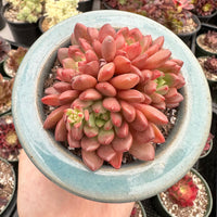 Rare Succulents - Sedeveria Pink Ruby Cluster (2.5”)