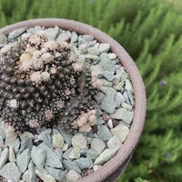 Rare Cactus - Copiapoa Tenuissima cv. Fred (own roots)