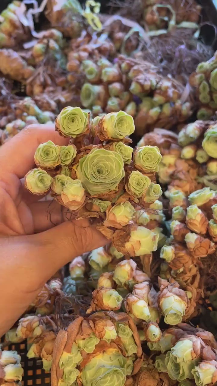 Rare Succulents - Aeonium Greenovia Moonlight Cluster