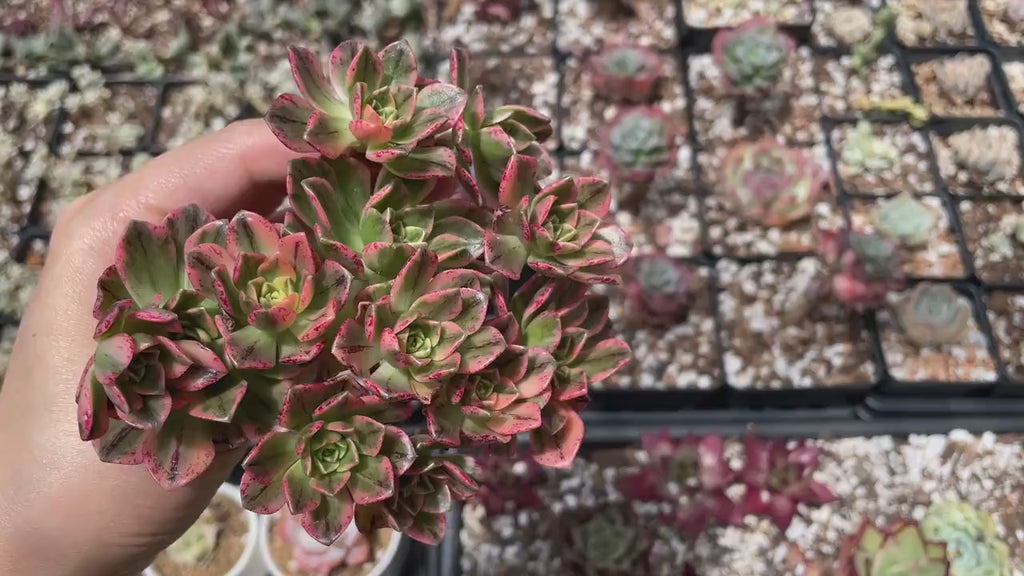 Rare Succulents - Aeonium Sweet Tea/Green Tea Variegated small cluster