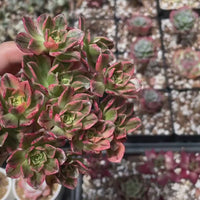 Rare Succulents - Aeonium Sweet Tea/Green Tea Variegated small cluster