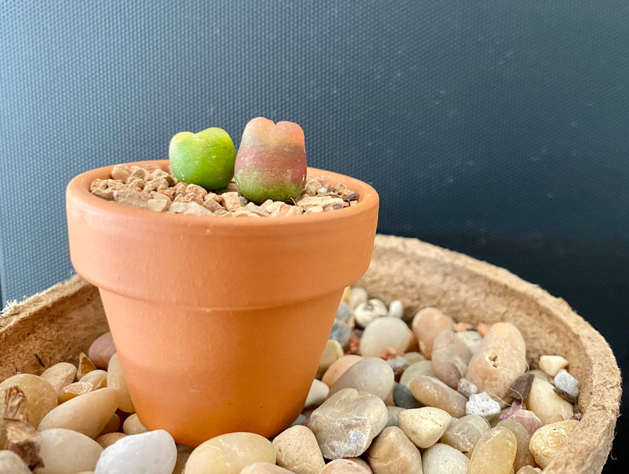 Rare Succulents - Conophytum Maughanii small