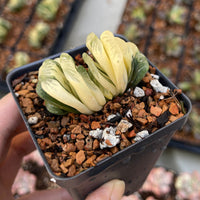 Rare Succulents - Haworthia truncata variegated (2.5" pot)