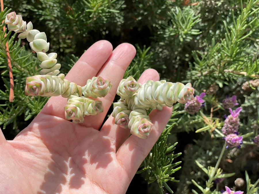 Rare Succulents - Crassula Perforata Variegata