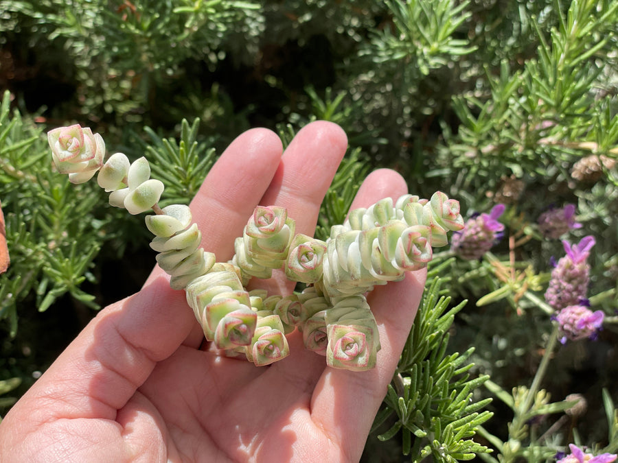 Rare Succulents - Crassula Perforata Variegata