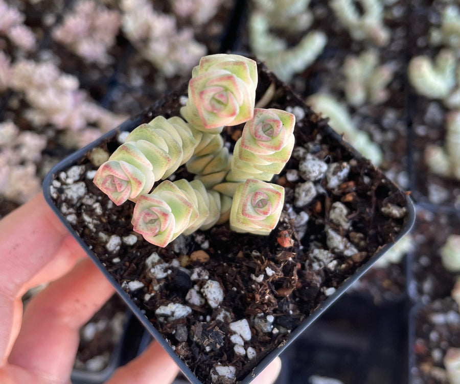 Rare Succulents - Crassula Perforata Variegata