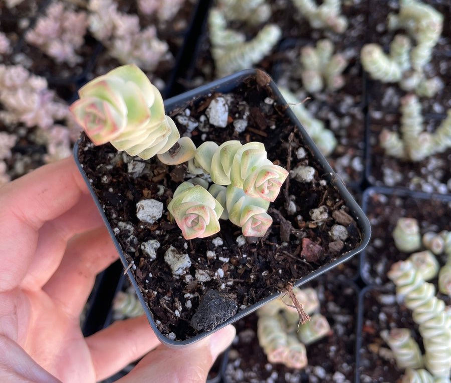 Rare Succulents - Crassula Perforata Variegata