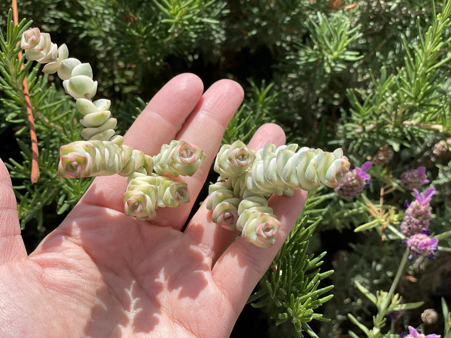 Rare Succulents - Crassula Perforata Variegata