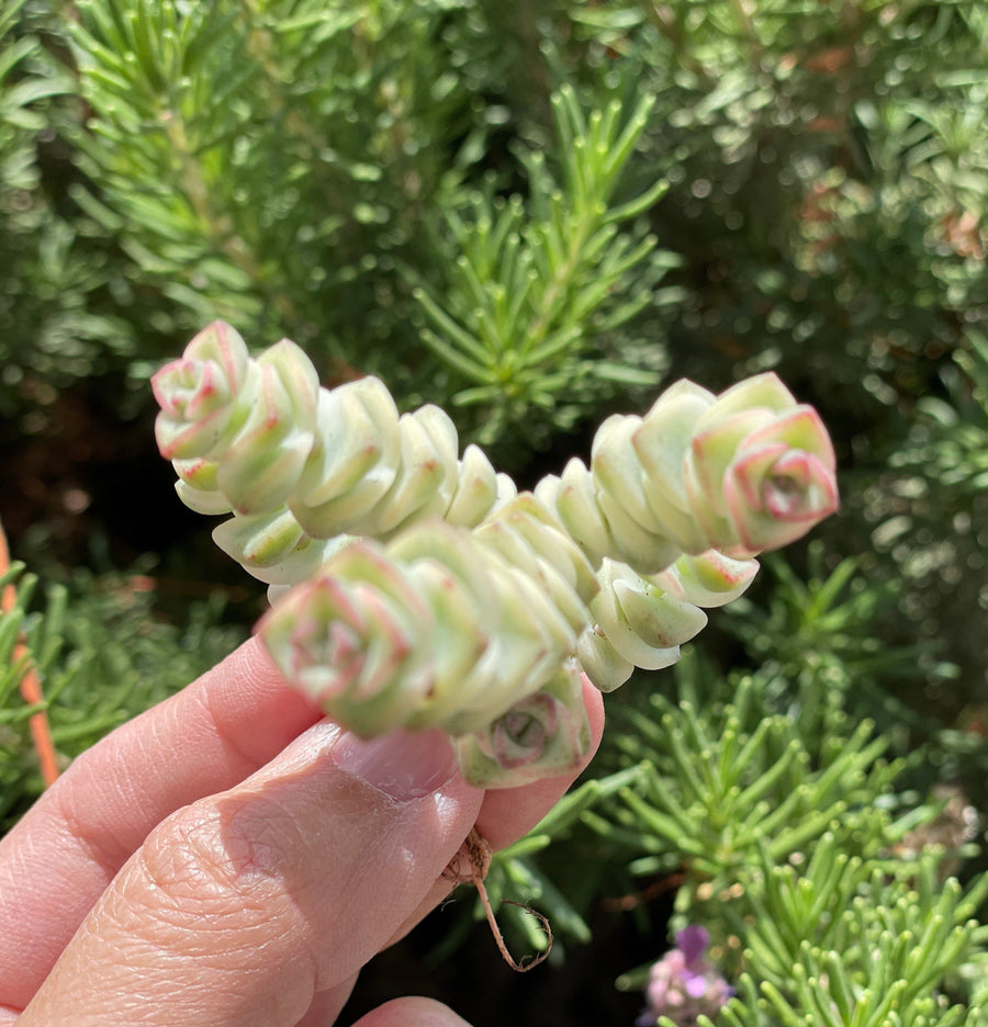 Rare Succulents - Crassula Perforata Variegata