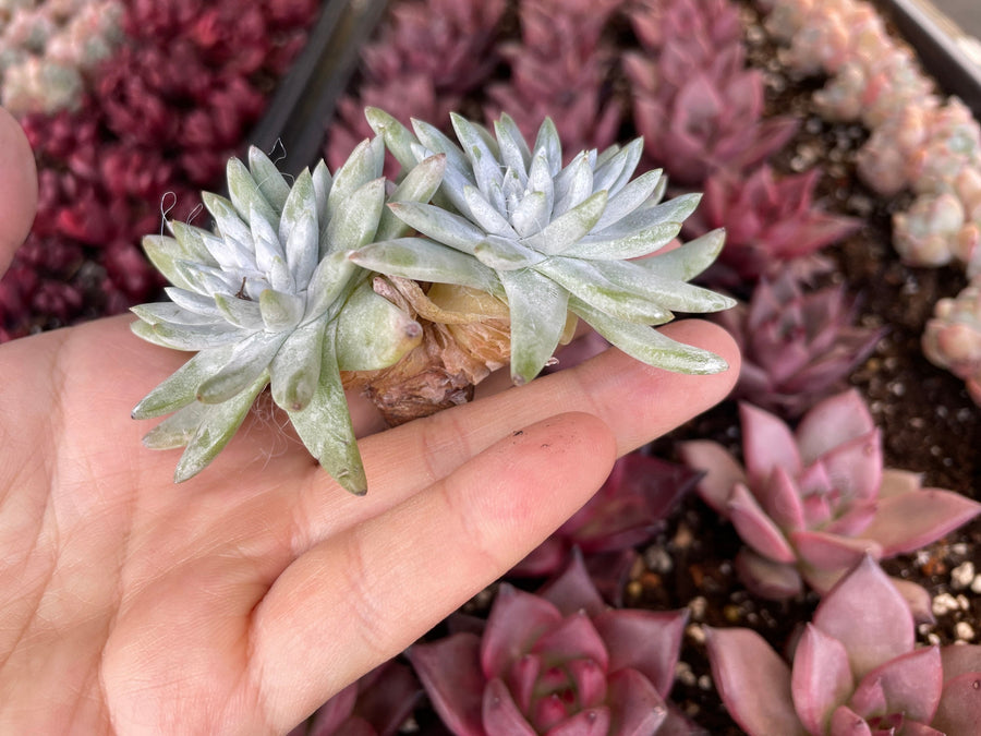 Rare Succulents - Dudleya White Greenii