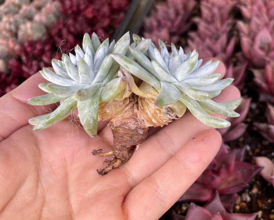 Rare Succulents - Dudleya White Greenii