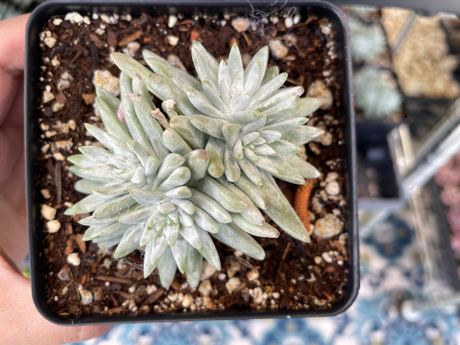 Rare Succulents - Dudleya White Greenii