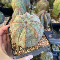Rare Euphorbia- Euphorbia Obesa old