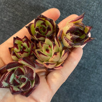 Rare Succulents - Echeveria Agavoides random/ 1 Pc