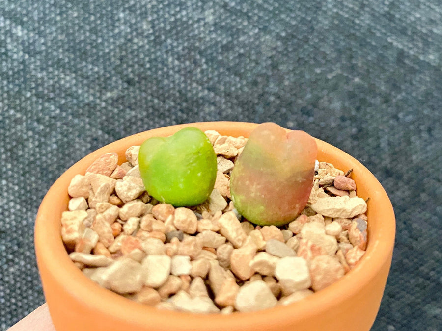 Rare Succulents - Conophytum Maughanii small