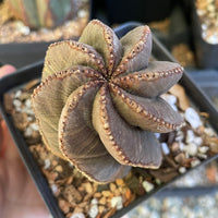 Rare Euphorbia- Euphorbia Obesa old
