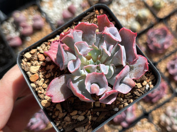 Rare Succulents - Echeveria cv. Pinky