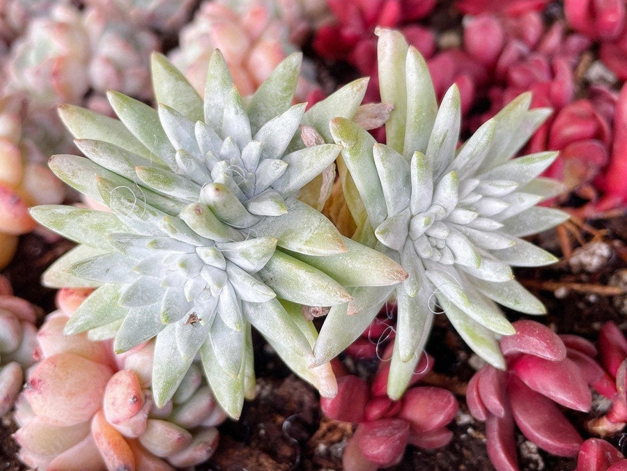 Rare Succulents - Dudleya White Greenii