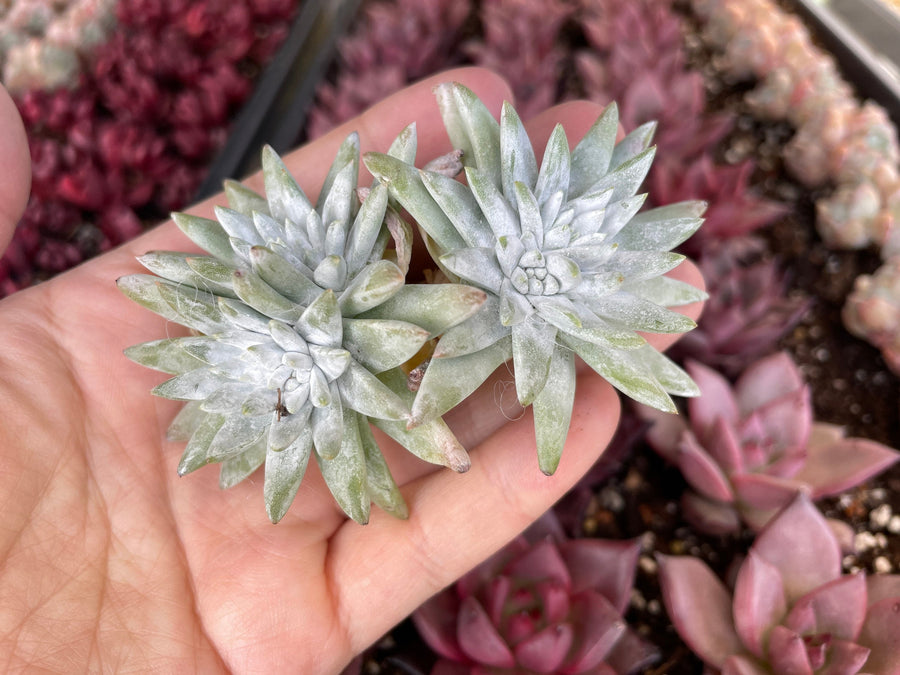 Rare Succulents - Dudleya White Greenii