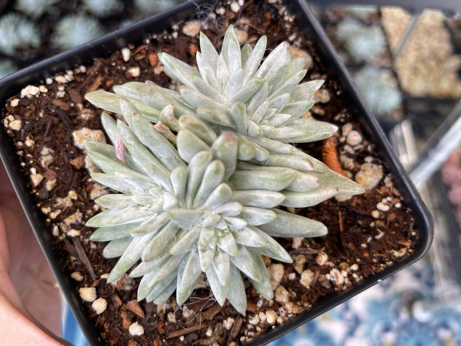 Rare Succulents - Dudleya White Greenii