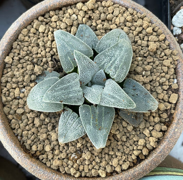 Rare Succulents - Haworthia Emelyae Blue