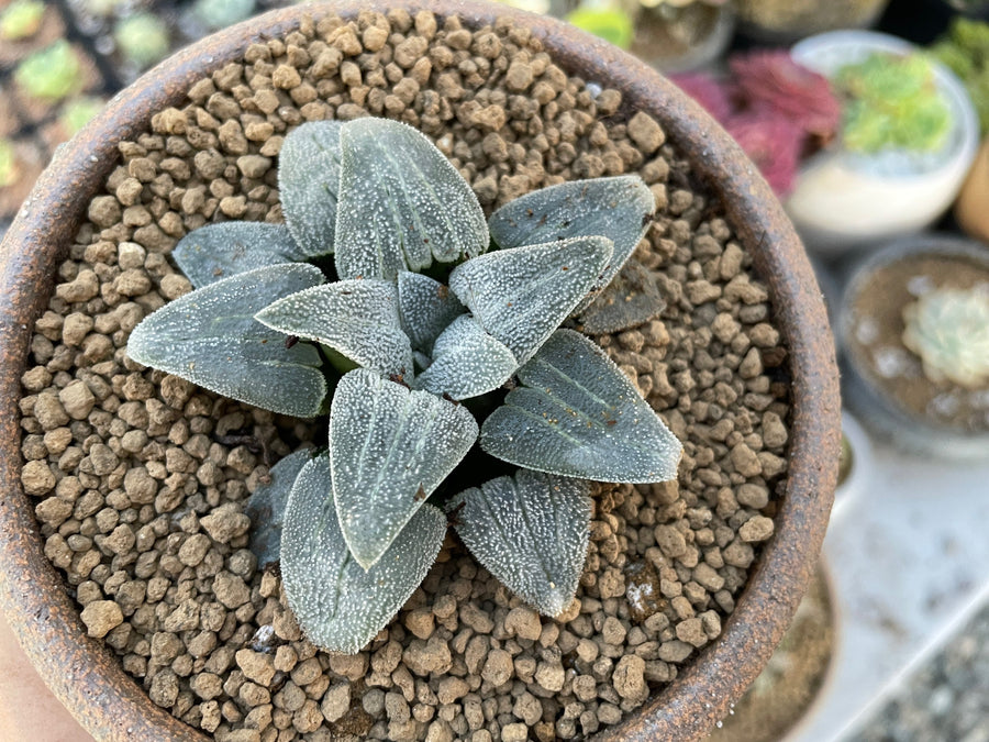 Rare Succulents - Haworthia Emelyae Blue