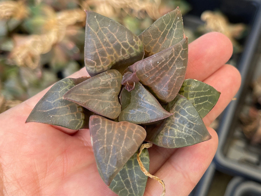 Rare Succulents - Haworthia Emelyae var. Comptoniana crystal (3.5