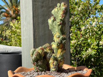 Rare Cactus - Cereus Forbesii Monstrose Variegated