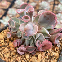 Rare Succulents - Echeveria cv. Pinky
