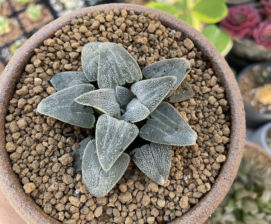 Rare Succulents - Haworthia Emelyae Blue