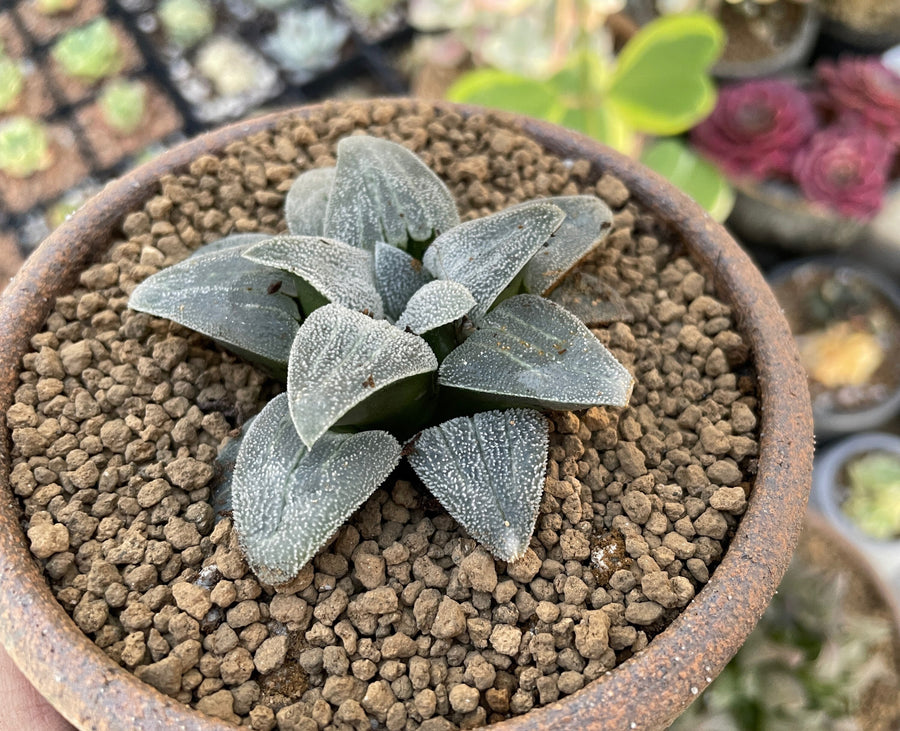 Rare Succulents - Haworthia Emelyae Blue