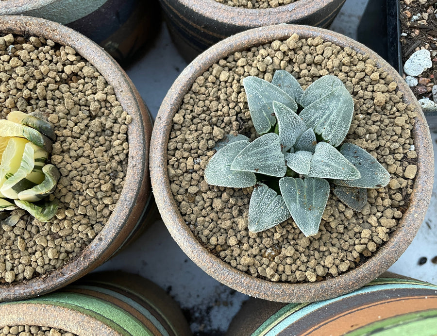 Rare Succulents - Haworthia Emelyae Blue