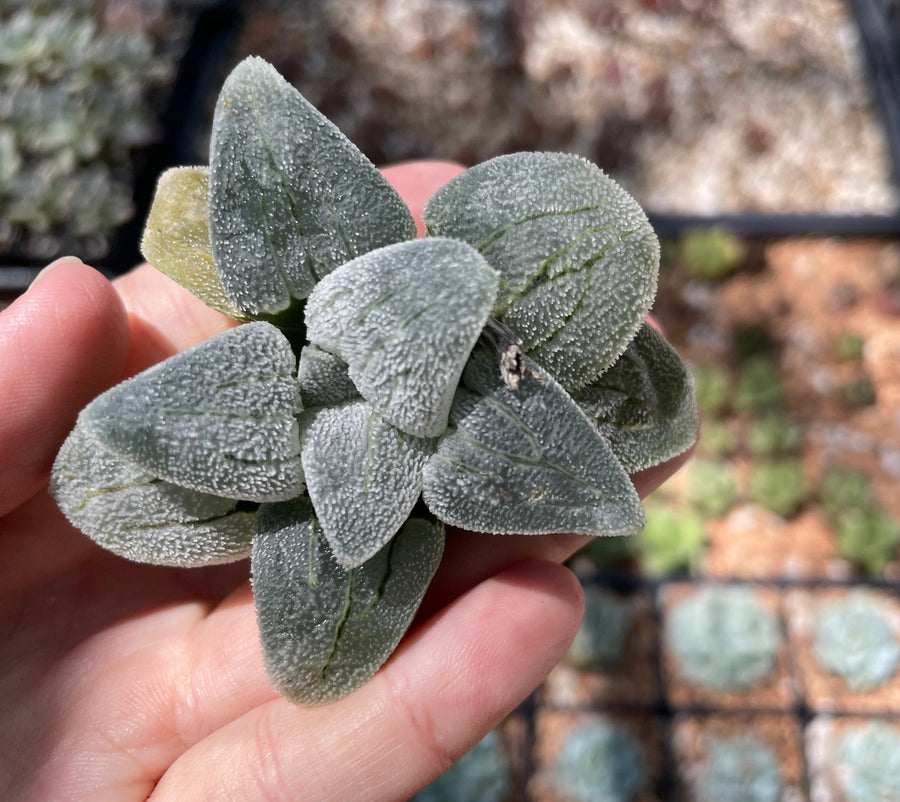 Rare Succulents - Haworthia Emelyae Blue