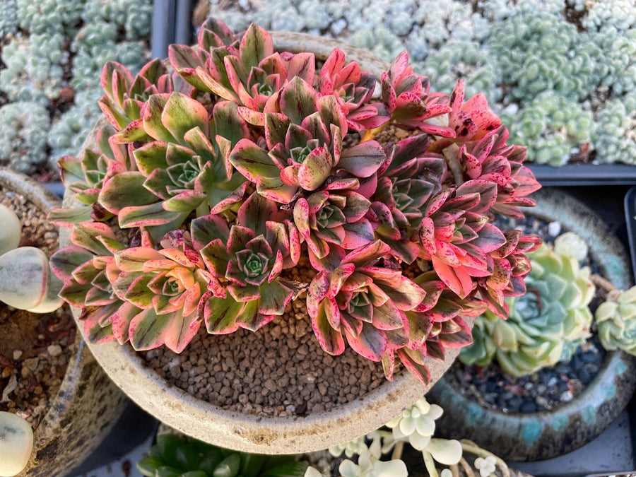 Rare Succulents - Aeonium Sweet Tea/Green Tea Variegated cluster