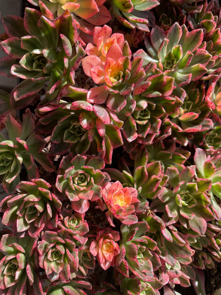 Rare Succulents - Aeonium Sweet Tea/Green Tea Variegated cluster