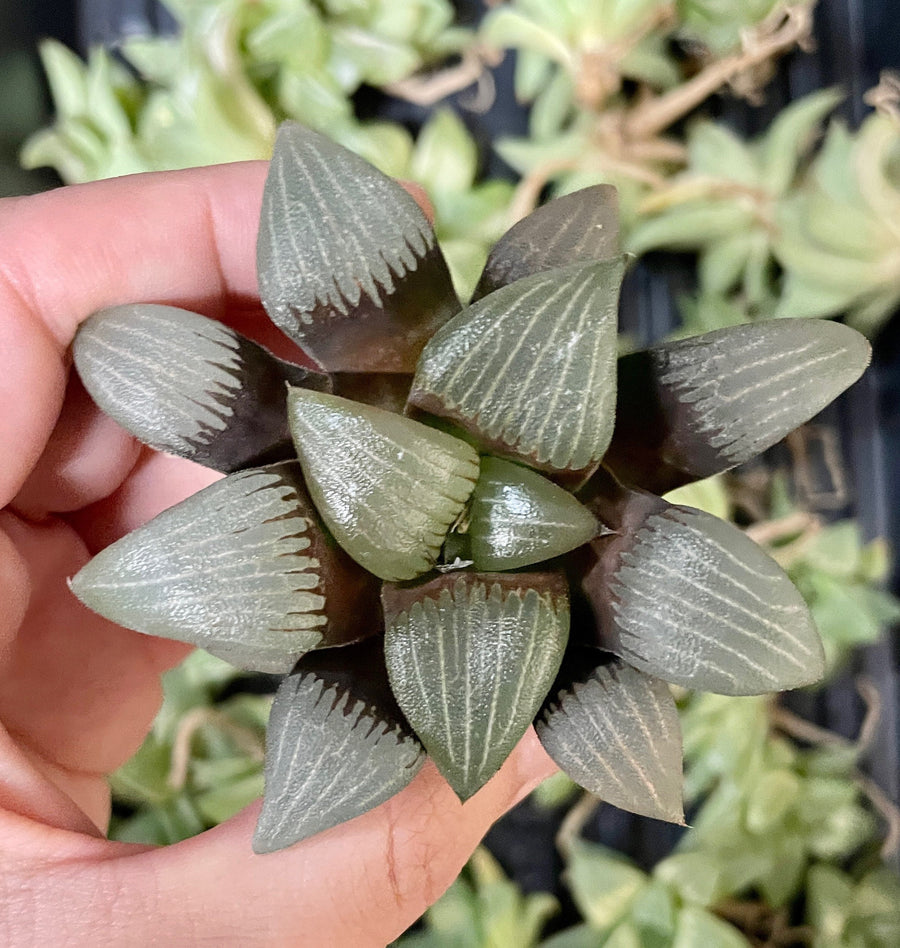 Rare Succulents - Haworthia Correcta stripe