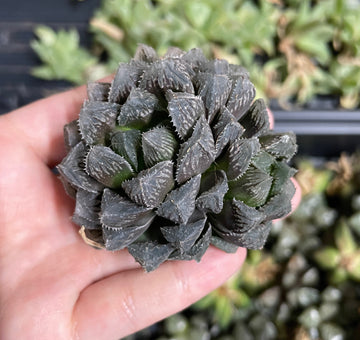 Rare Succulents - Haworthia Red Stone cluster