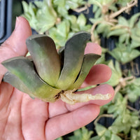Rare Succulents - Haworthia Correcta stripe