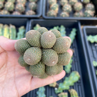 Rare Cactus - Rebutia Heliosa cluster grafted