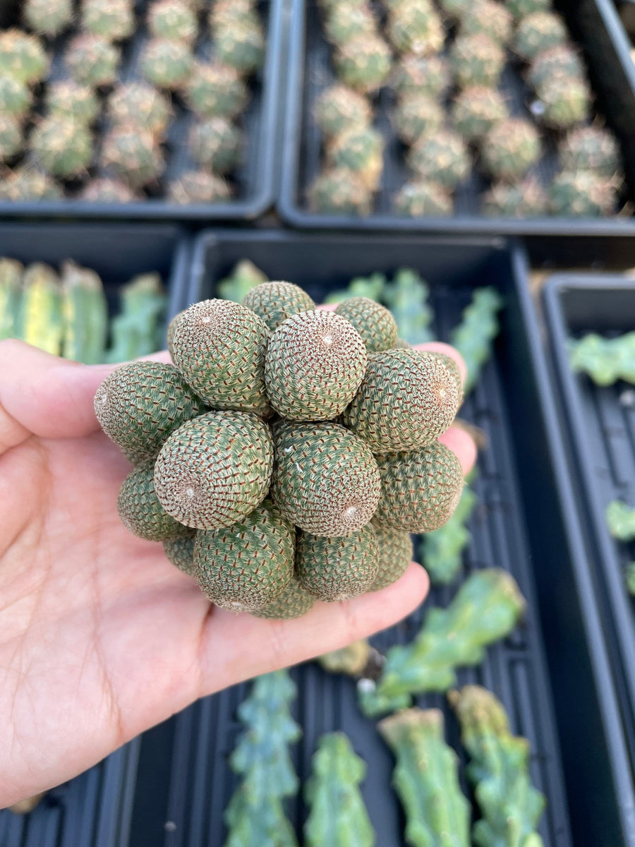 Rare Cactus - Rebutia Heliosa cluster grafted