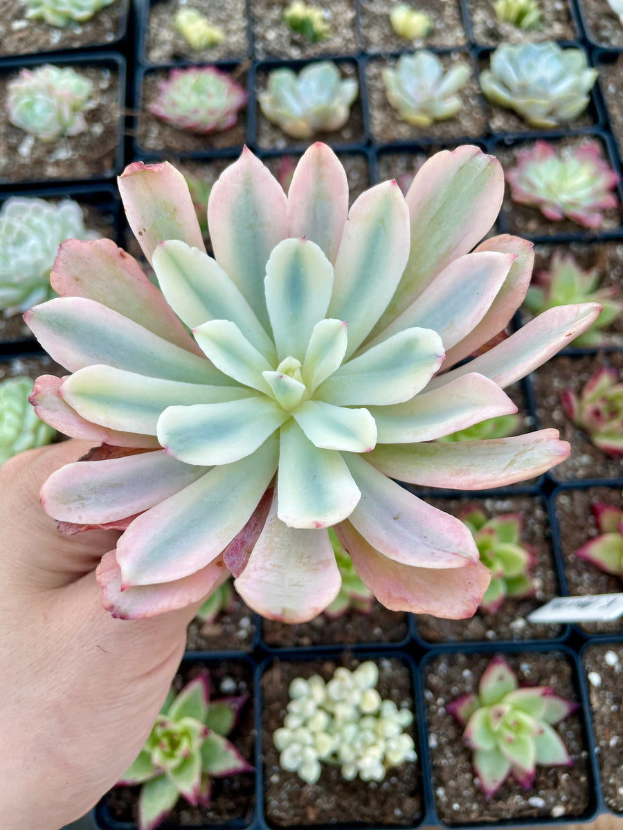 Rare Succulents - Echeveria Hoveyi var Zahni variegated