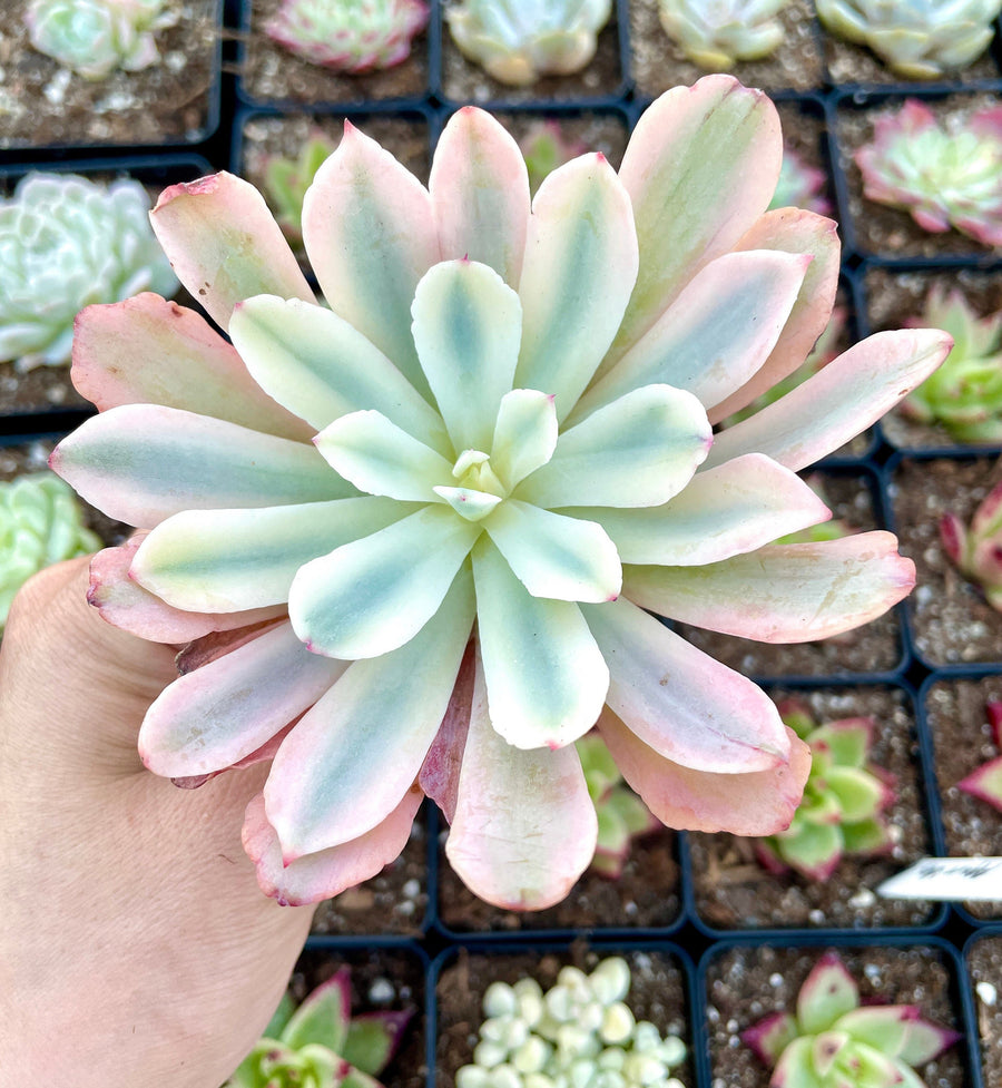 Rare Succulents - Echeveria Hoveyi var Zahni variegated