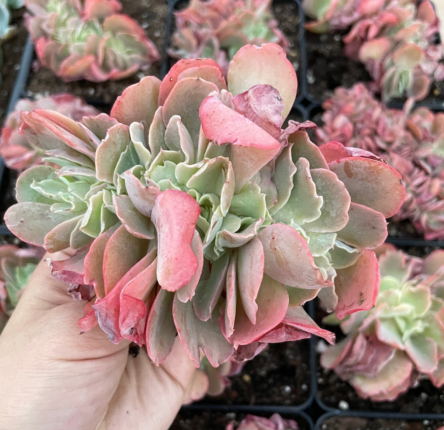 Rare Succulents - Echeveria cv. Takasagono Okina crested