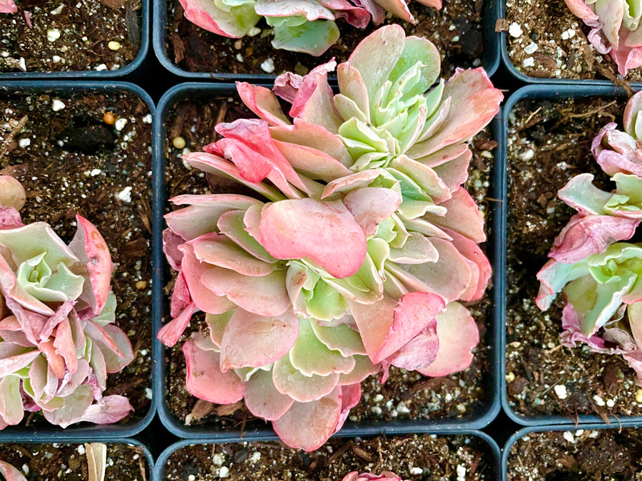 Rare Succulents - Echeveria cv. Takasagono Okina crested