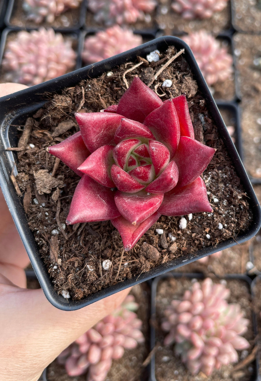 Rare Succulents - Echeveria Agavoides Cayenne