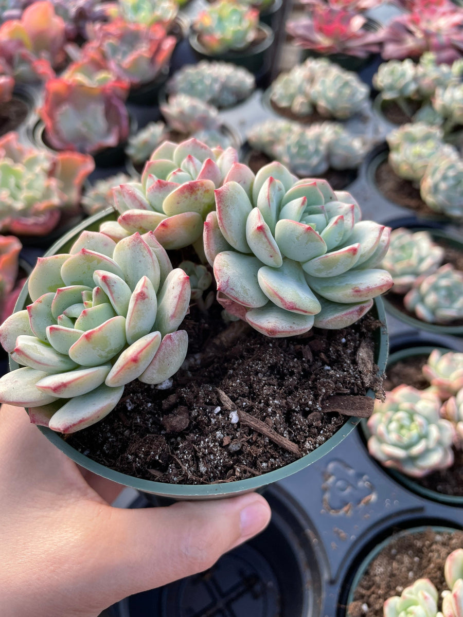 Rare Succulents - Sedeveria Pudgy large cluster