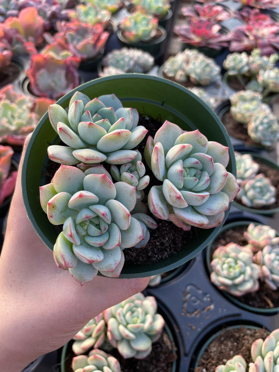 Rare Succulents - Sedeveria Pudgy large cluster