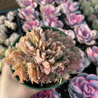 Rare Succulents - Echeveria shaviana Pink Frills crested
